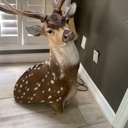 deer taxidermy 