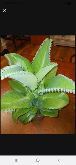 Mother Of A Thousand Kalanchoe