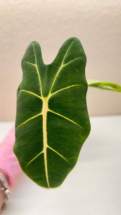 Alocasia Frydek #6