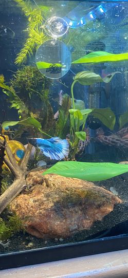 Custom AquaScape Creation