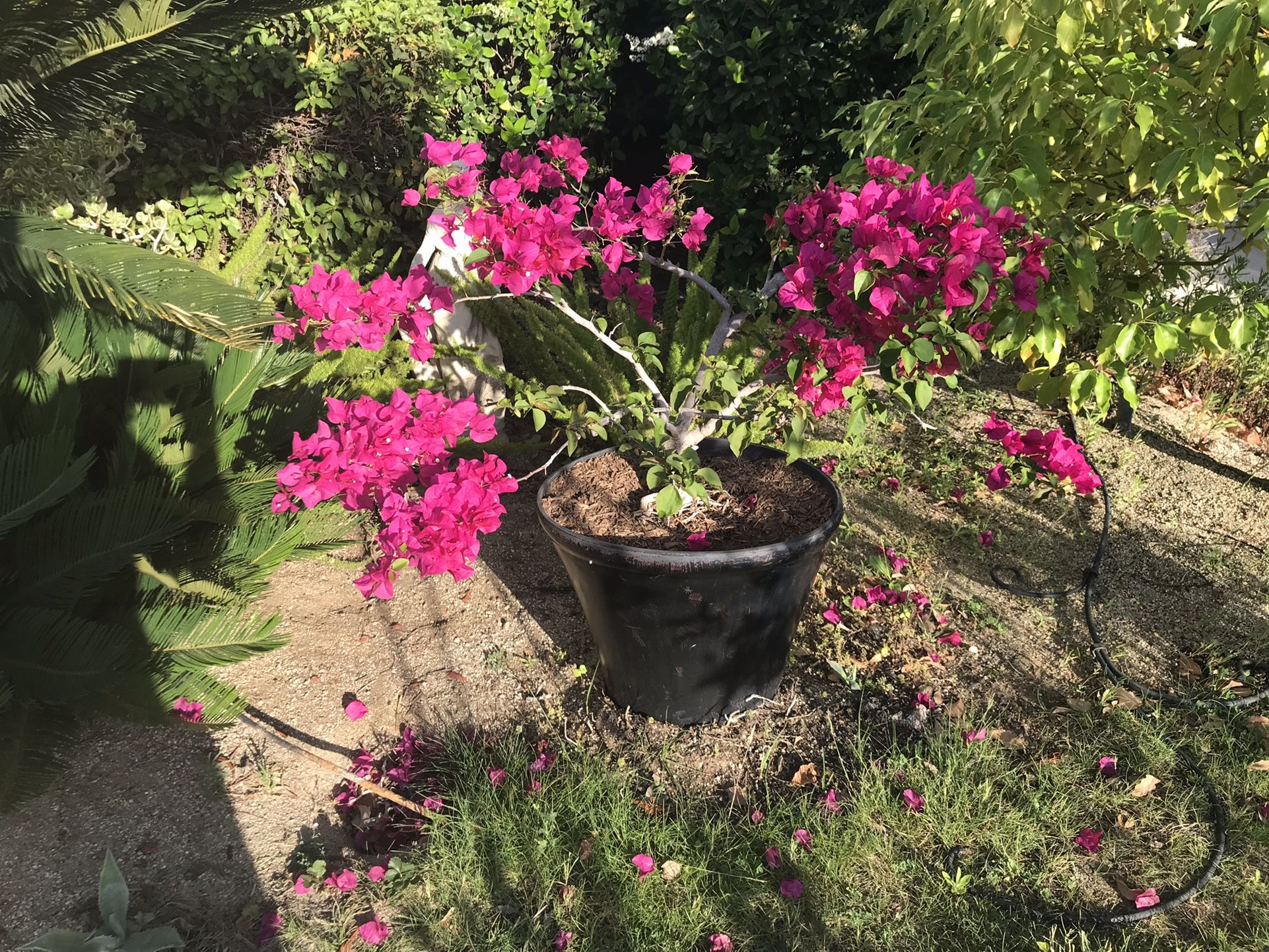 Sculpted bougainvillea plant in black pot