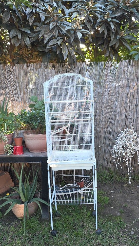 Bird Cage 