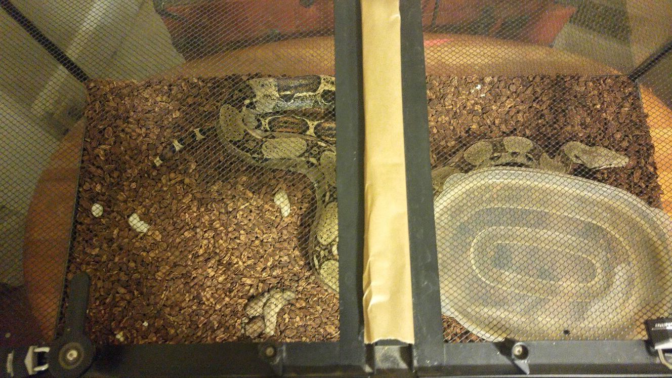 Red tail boa constrictor