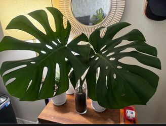 Monstera clipping