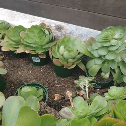 Succulents For Sale 