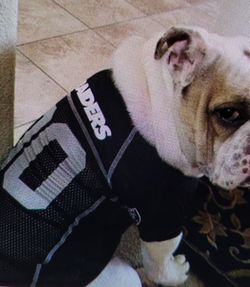 XL Raider Bulldog Jersey
