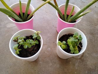 Plantas sabila.abundancia$2 cada una