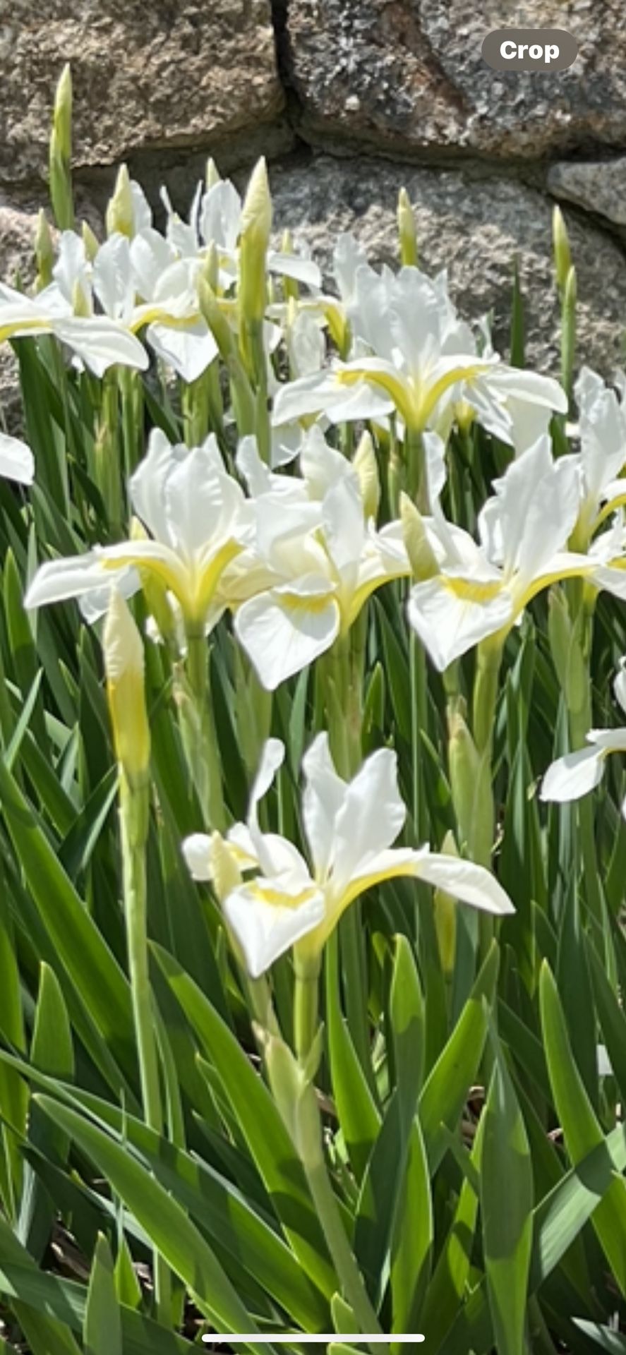 Beautiful White Iris Plants For Sale  