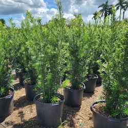 Podocarpus About 4 Feet Tall $26 Instant Privacy Plants Green Fencing Privacy Hedges And Privacy Hedges 