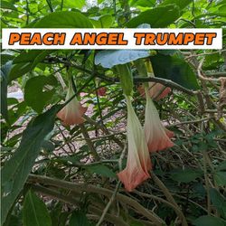 Peach Angel Trumpet Flower Plant