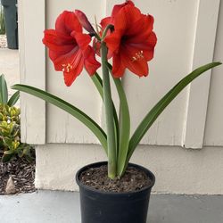 Red  Amaryllis.