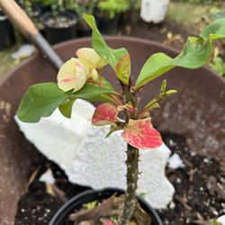 Corona De Cristo/Thorn Of Christ Plant