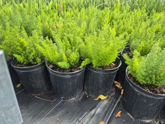 FOXTAIL FERN 3GALLONS