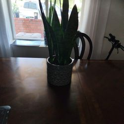 Planta Lengua De Suegra 