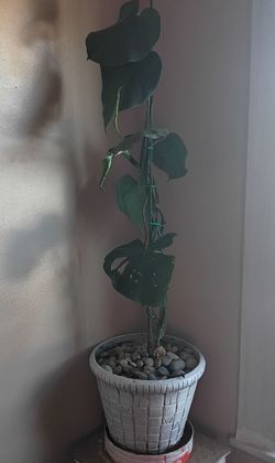 Monstera delisiosa plant