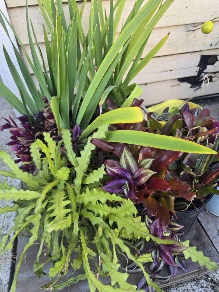 Take All Over 90 Pots Live Plants