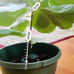 Fiddle Leaf Fig 