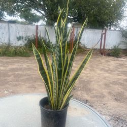 Snake plant