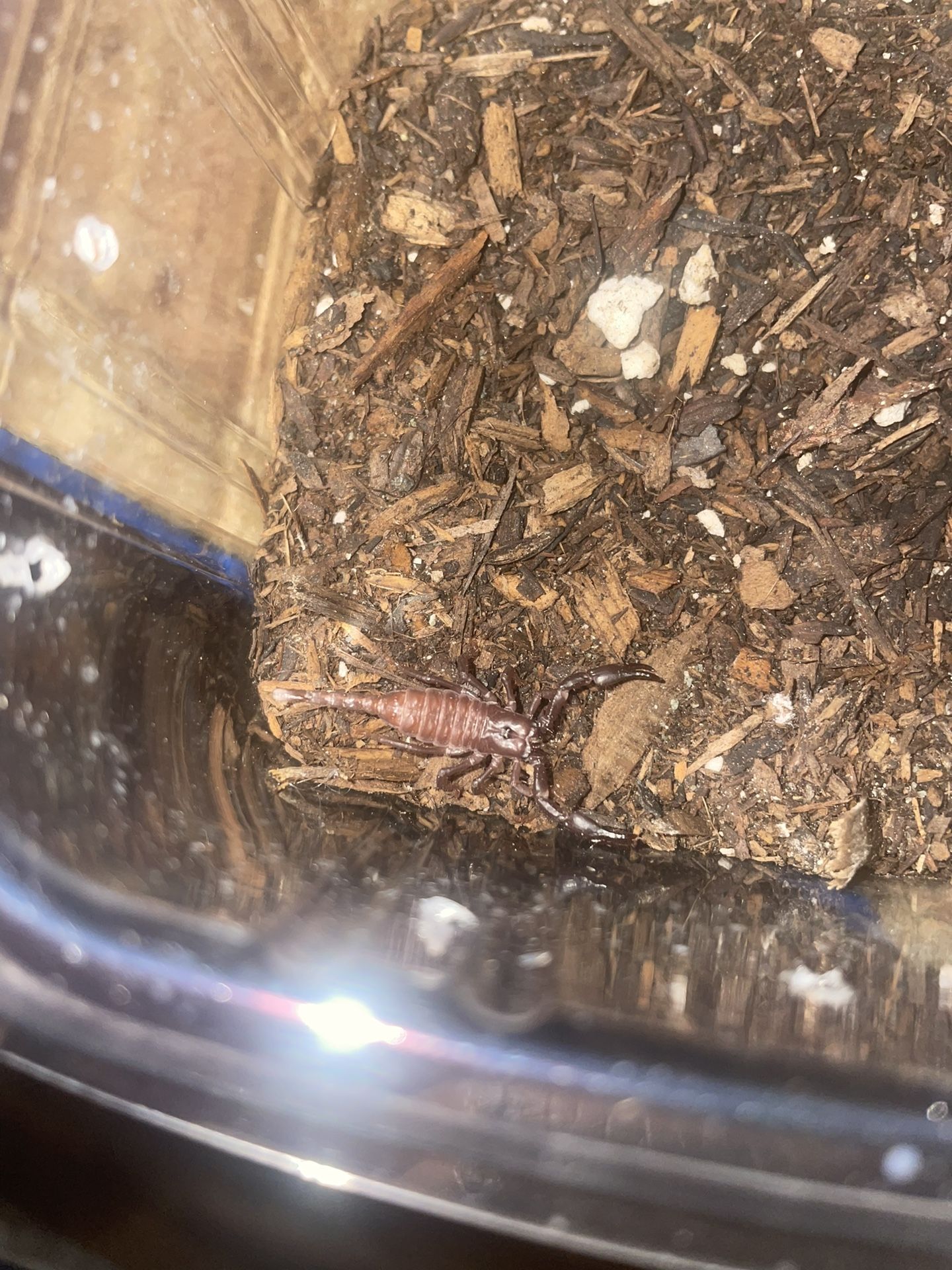 Scorpion