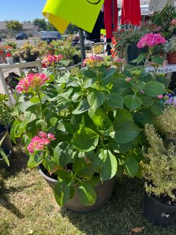 Hortencia planta