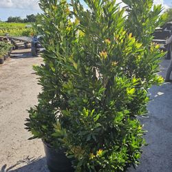 Japanese Blueberry 6 to 7 feet tall