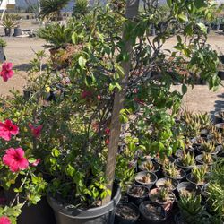 Star Jasmine 