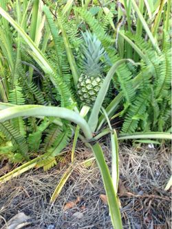 Pineapple plants $6.00 EACH, CASH, TEXT FOR PRICES. Plants do NOT have fruit