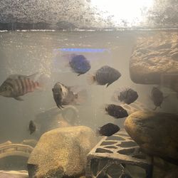 Convict Fish Tank 