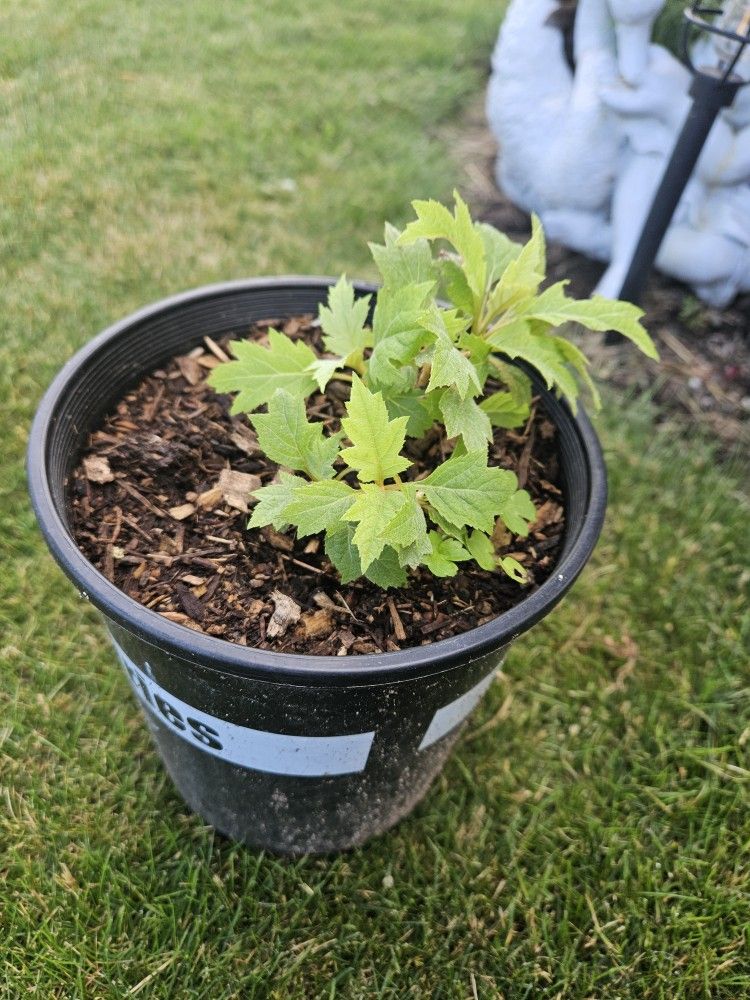 Garden Plant Galsby Glow Ball Oakleaf Hydrangea, 1 Year