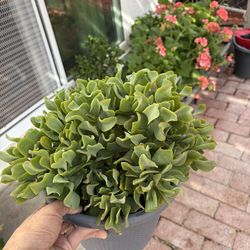 Curly Top Jade Plant