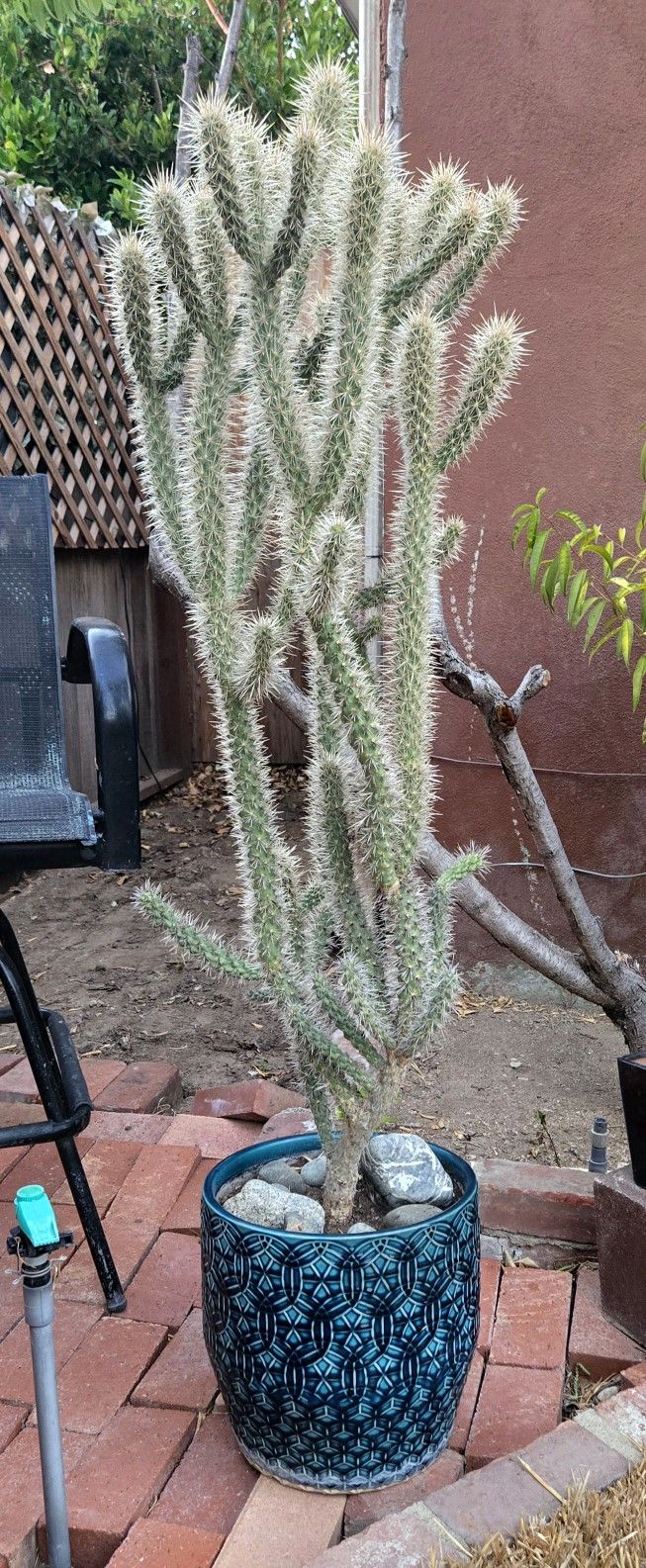 Cholla Cactus