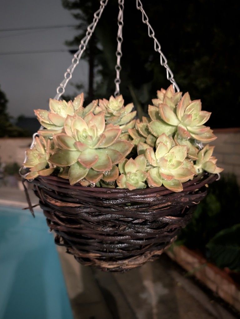 Succulents For Sale