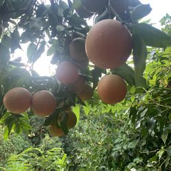 10 Organic Grapefruits 