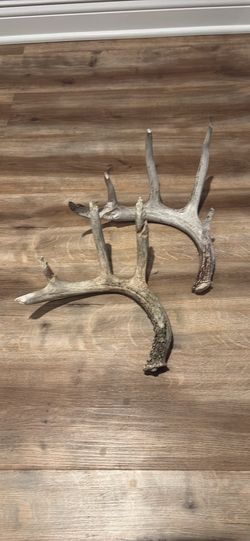 Dog Chews -Antlers -Crafts