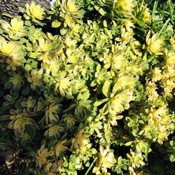 Free Plants Hawthorne Pinwheel Sucvulent