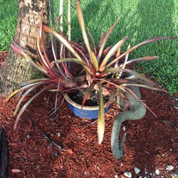 Bromeliad In Blue Ceramic Pot With Stand
