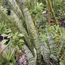 Snake Plant Mothers Tongue Tall Heathy Plant 