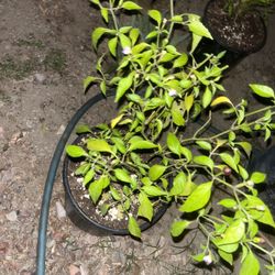 Unknown Pepper Plants But These Pepper Plants Are Very Nice And Are Good For Sauce