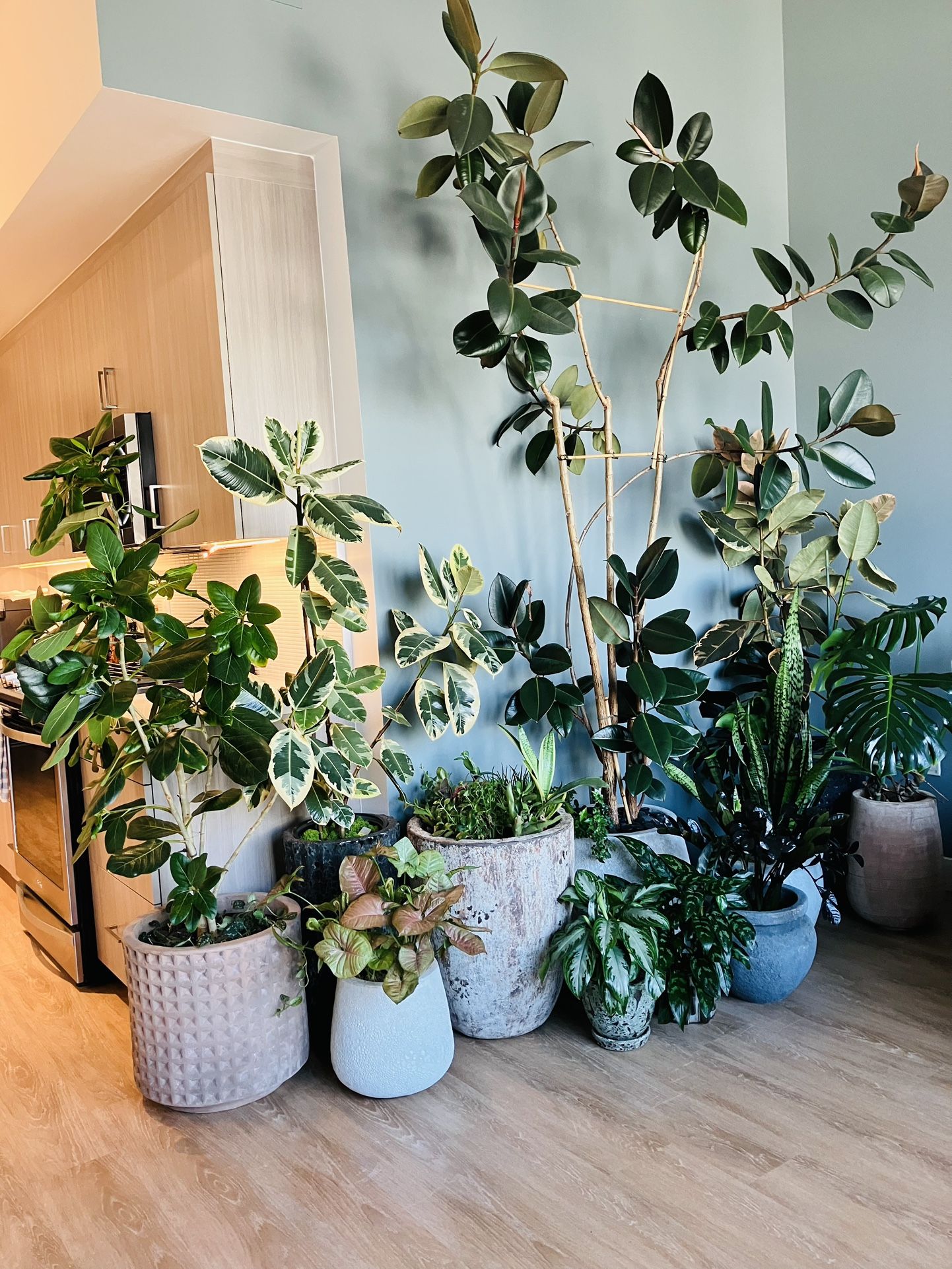 Gorgeous plants and pots from Rolling Greens! Make me an offer! 