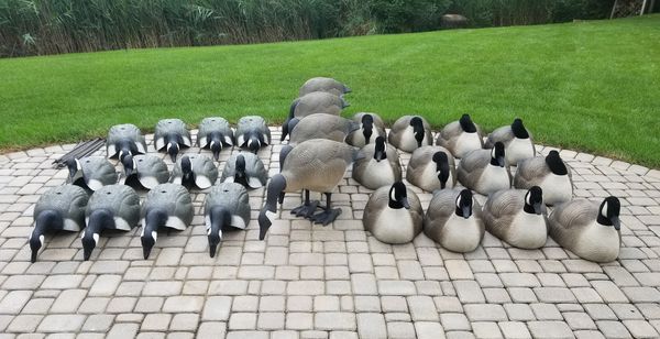 Goose Decoys For Sale >> 28 Field Goose Decoys For Sale In Algonquin Il Offerup Goose Decoys For Sale >> 28 Field Goose Decoys For Sale In Algonquin Il Offerup