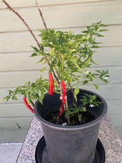 S4- Er Jing Tiao Chili Pepper Plant 二荊條辣椒