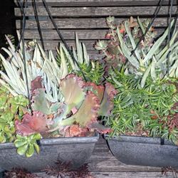 Very Big Square Succulent Hanging Baskets $20 Each Or 2 For $30