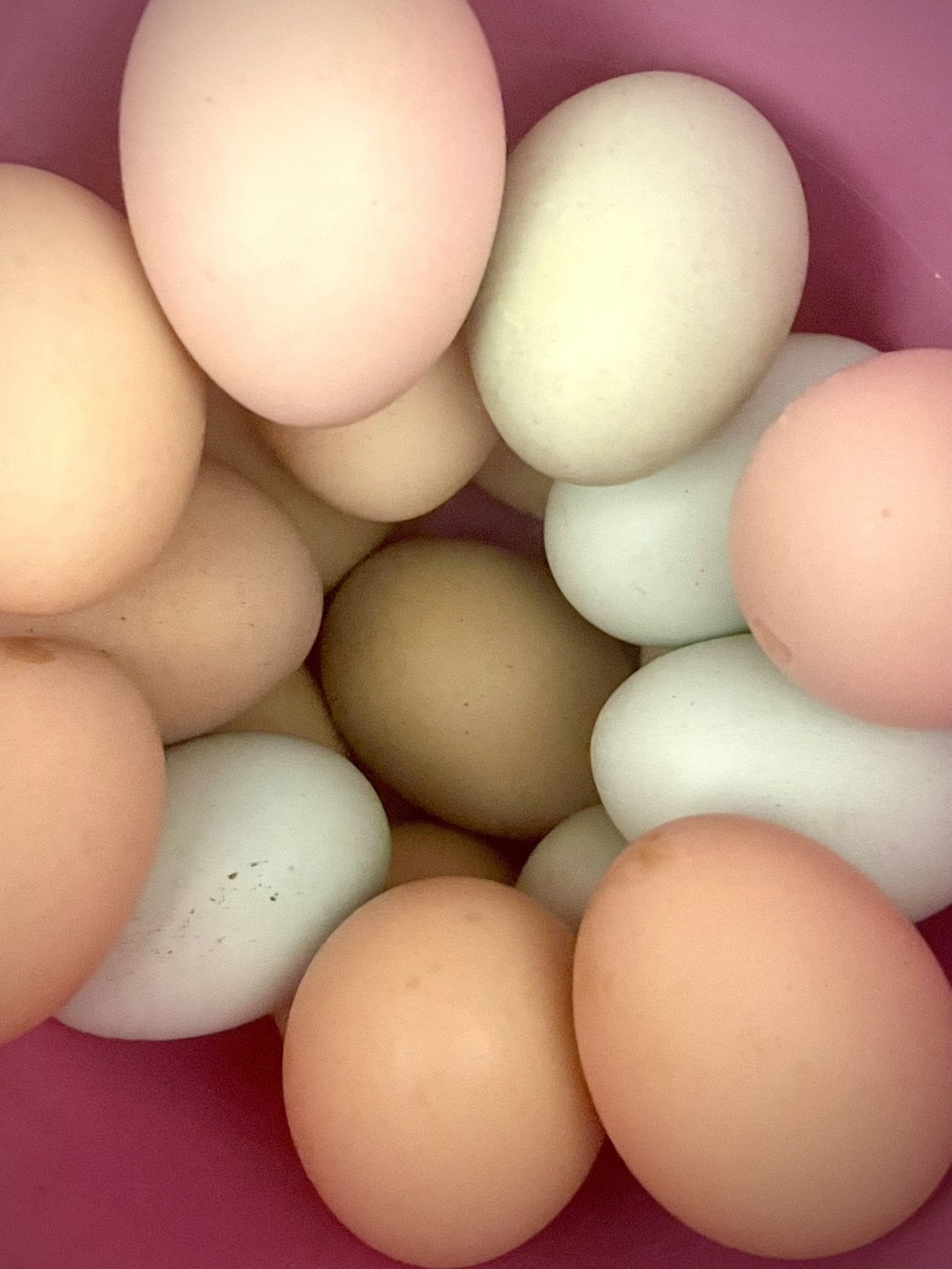 Eggs