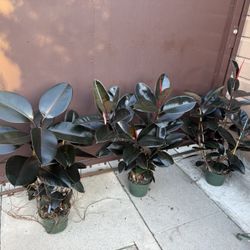8” XXL Burgandy Rubber Plant ( Price Is For Each And Firm 