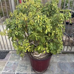 Plant