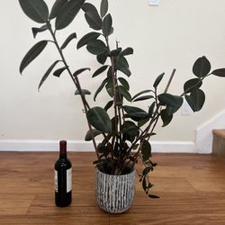 Tall Rubber Plant With Pot
