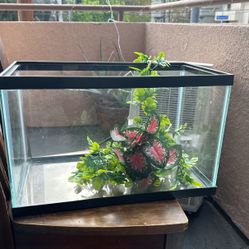Fish Tank 