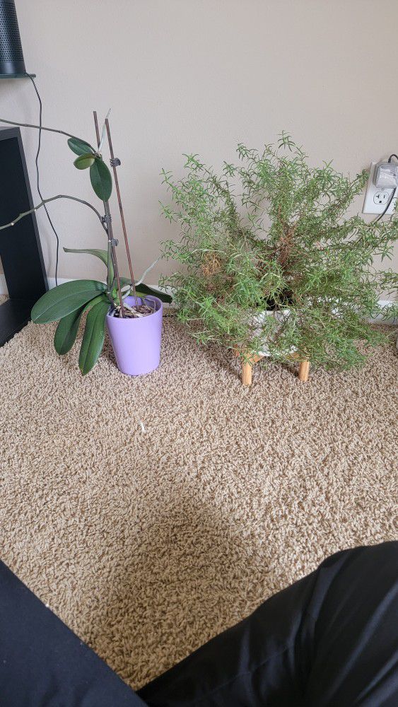 Orchid And Rosemary Plants