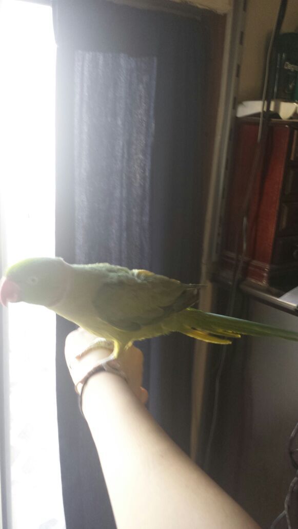 Indian ringneck parrot