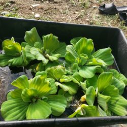 Water Lettuce